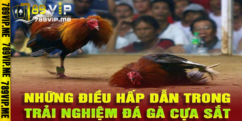 đá gà cựa sắt